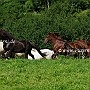 Aegidienberger+Am_Saddlebred Horse1(16)